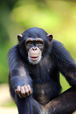 Chimpanzee, (Pan troglodytes troglodytes), subadult begging portrait, Africa