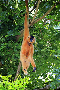 Yellow Cheeked Gibbon, golden-cheeked gibbon, yellow-cheeked crested gibbon, golden-cheeked crested gibbon, red-cheeked gibbon, (Nomascus gabriellae), adult female hanging in tree, brachiation, Asia