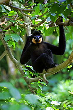 Yellow Cheeked Gibbon, golden-cheeked gibbon, yellow-cheeked crested gibbon, golden-cheeked crested gibbon, red-cheeked gibbon, (Nomascus gabriellae), adult male sitting in tree, Asia