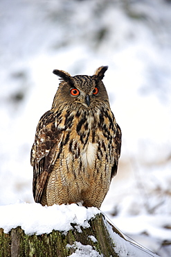 Eagle Owl, (Bubo bubo), adult on tree stub in winter, in snow, alert, Zdarske Vrchy, Bohemian-Moravian Highlands, Czech Republic