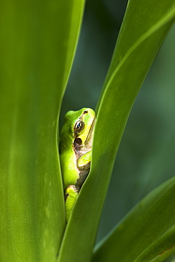 Japanese Tree Frog, Tochigi, Japan