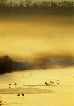 Red-Crowned Cranes