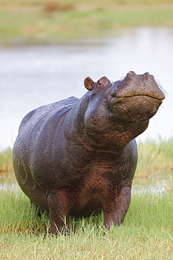 Hippopotamus