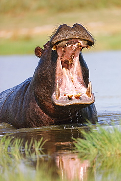 Hippopotamus