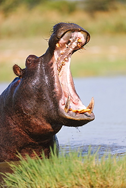 Hippopotamus