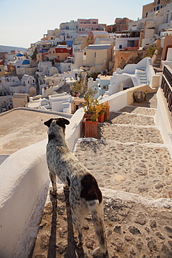 Dog, Santorini, Greece