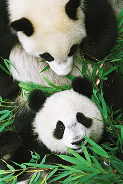 Pandas