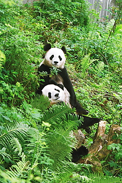 Pandas