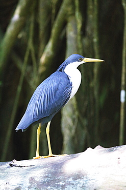 Bird, Australia