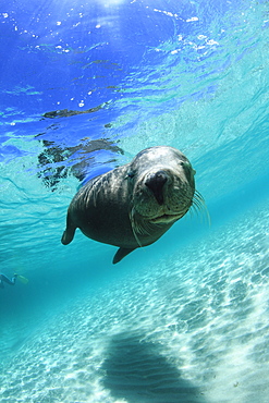 Australian Sea Lion