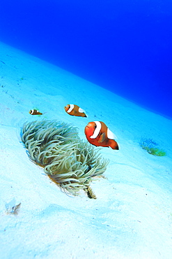 Clownfish