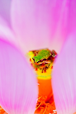 Japanese Tree Frog