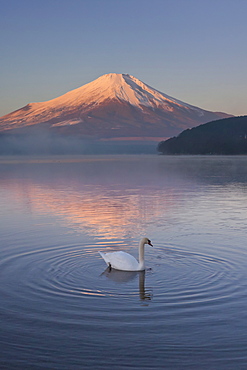 Swan, Japan