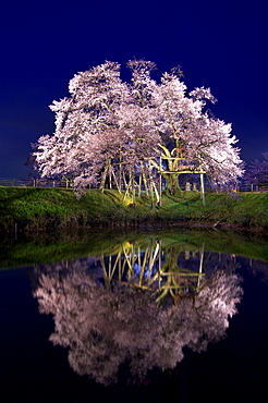 Cherry Blossom, Kurume, Fukuoka Prefecture, Japan