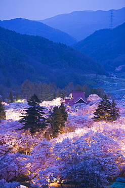 Night View Of Cherry Blossoms At Takato Castle, Nagano Prefecture, Japan