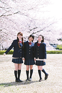 Japanese schoolgirls in their uniforms with cherry blossoms in the background