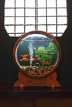 Goldfish in Japanese Interior