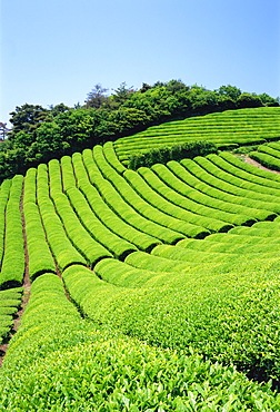 Tea Field, Kyoto, Japan