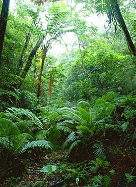 Forest Of Yanbaru, Okinawa, Japan