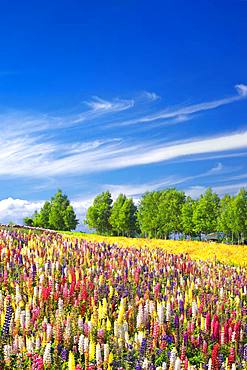 Hokkaido, Japan