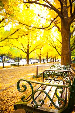 Autumn colors in Tokyo, Japan