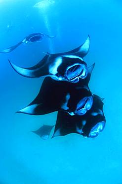 Manta Ray