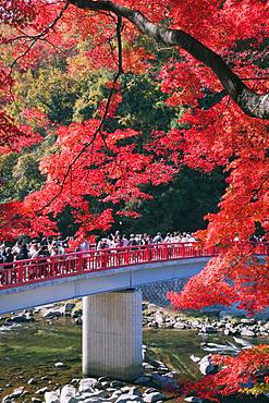 Autumn leaves and bridge