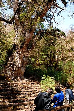 Joumon Cedar Tree, Kagoshima Prefecture, Yakushima, Kagoshima Prefecture