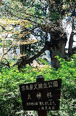 Yakushima Husband and Wife Cedar Tree, Yakushima, Kagoshima Prefecture