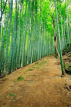 Kumanokodo, Mie, Japan