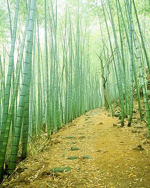 Ohbuki path, Kumanokodo, Mie, Japan