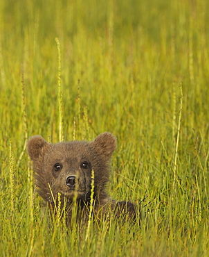 Brown bear cub, Lake Clark National Park, Alaska, USALake Clark National Park, Alaska, USA