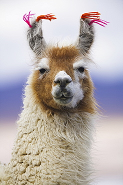 Llama, BoliviaBolivia