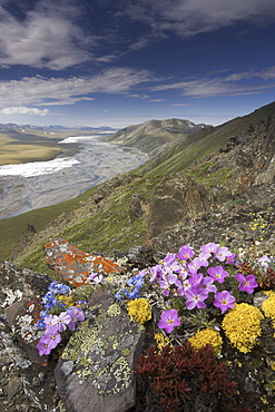 Hardy arctic wildflowers grow only a few inches high in order to reduce exposure to the moisture-robbing winds, Arctic National Wildlife Refuge, Alaska, USAArctic National Wildlife Refuge, Brooks Range, Alaska, USA