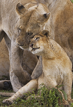 A lion cub and its mother, Panthera leo, rubbing cheeks and nuzzling in Serengeti National Park, Tanzania, Serengeti National Park, Tanzania, 