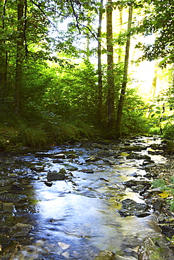 Lillach stream in Weissenohe (Franken, Germany)