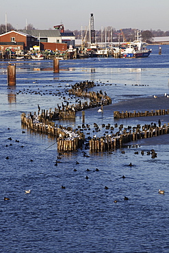 View of Kappeln sea with fence in winter, Germany