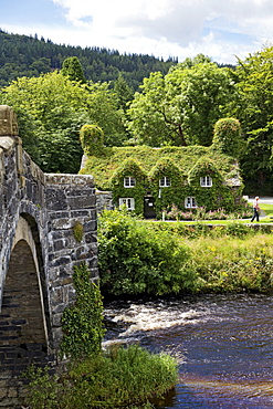 Welsh house covered with creepers plants near Conwy river at Llanrwst, Wales, UK