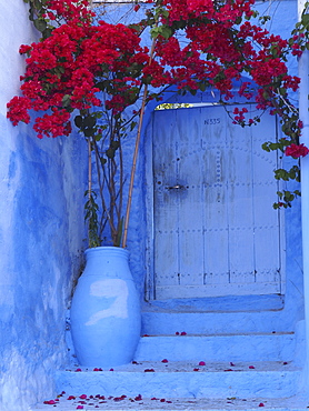 Flowering bougainvillea at the doorway of the blue house in Chefchaouen, Morocco