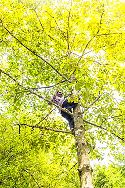 A man harvesting nutmeg fruit from a tree in the forest, Banda Besar Island, Spice Islands, Indonesia, Southeast Asia, Asia