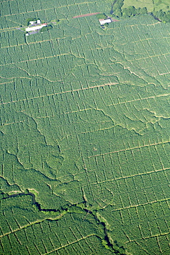 Aerial view of banana plantations in Costa Rica, Central America