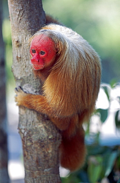 Bald uakari (red uakari monkey) (Cacajao calvus), conservation status vulnerable, Amazonas, Brazil, South America