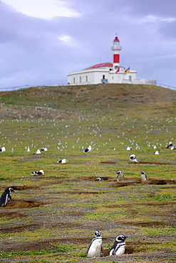 Magellanic penguins (Spheniscus magellanicus) nesting on an island near Punta Arenas, Patagonia, Chile, South America