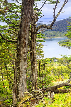 Southern deciduous Magellanic subpolar forest in Wulaia Bay, Isla Navarino, Murray Channel, Patagonia, Chile, South America