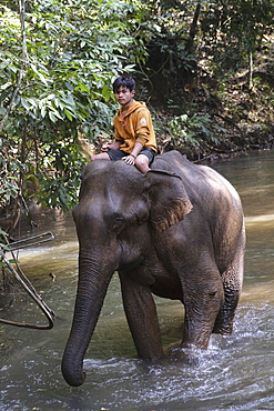 Mahoot riding elephant, Elephant Sanctuary, Mondulkiri, Cambodia, Indochina, Southeast Asia, Asia