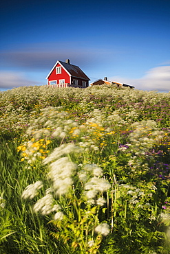 Fields of blooming flowers frame a typical wooden house of fishermen, Eggum, Unstad, Vestvagoy, Lofoten Islands, Norway, Scandinavia, Europe