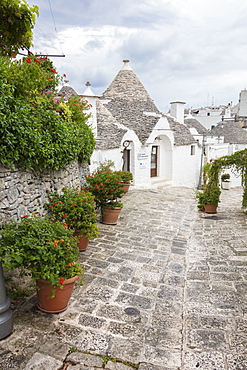 The typical Trulli built with dry stone with a conical roof, Alberobello, UNESCO World Heritage Site, Province of Bari, Apulia, Italy, Europe