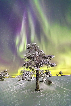 Northern Lights (Aurora Borealis) and starry sky on the frozen tree in the snowy woods, Levi, Sirkka, Kittila, Lapland region, Finland, Europe