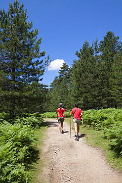 Hikers proceed on the path in the green woods of Col de Bavella (Pass of Bavella), Solenzara, Southern Corsica, France, Europe