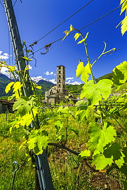 The Church of Villa di Tirano, hidden among the vineyards of Valtellina during the vibrant summer season. Lombardy, Italy, Europe